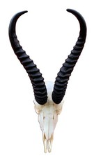 Real springbok skull for sale  Champlain