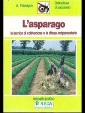 Asparago falavigna reda usato  Italia