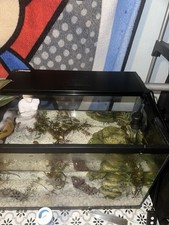 fish tank accessories for sale fish tank accessories for sale Clovis