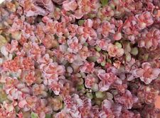 Sedum spurium voodoo for sale  WALLINGFORD