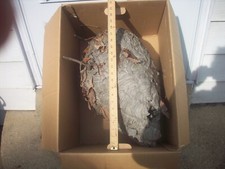 Bald face hornets for sale  Frankfort