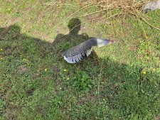 Goose decoys 25 for sale  WELLS-NEXT-THE-SEA