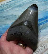 Megalodon shark tooth for sale  Hinesville