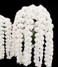 Rare phalaenopsis sogo for sale  LONDON