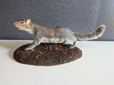 Huge grey squirrel for sale  CARLUKE