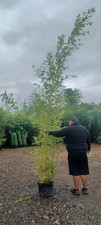 Phyllostachys aurea koi for sale  EGHAM