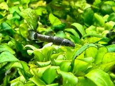 Panda garra juvenile for sale  Midland