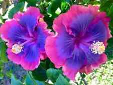 Pink purple blue for sale  Marietta