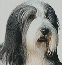Bearded collie counted for sale  BURY ST. EDMUNDS