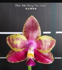 Phalaenopsis miki cherry for sale  SHREWSBURY