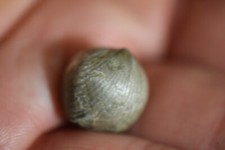 Brachiopode estonirhynchia est d'occasion  Pont-à-Mousson