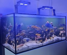 Red sea reefer for sale  UXBRIDGE