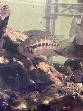 Juvenile jaguar cichlids for sale  Key Largo