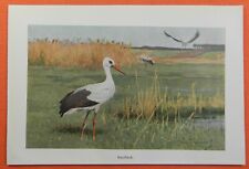 Hausstorch weißstorch ciconia gebraucht kaufen  Lauenburg/ Elbe