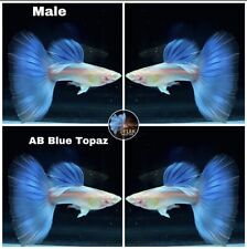 Male live aquarium for sale  Houston