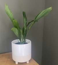 Aspidistra elatior cast for sale  CHESTER