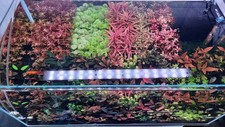 Ableger bucephalandra aquarium gebraucht kaufen  Bremen