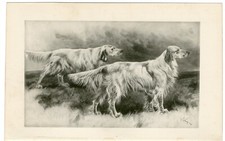 English setter rare for sale  COLEFORD
