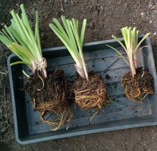 red hot poker for sale red hot poker for sale WAKEFIELD