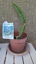 Pianta pitaya dragon usato  Italia