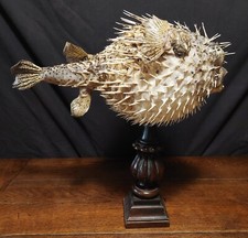 Cabinet curiosités poisson d'occasion  Pont-l'Abbé-d'Arnoult