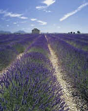 Lavender lavendula angustifoli for sale  PETERSFIELD