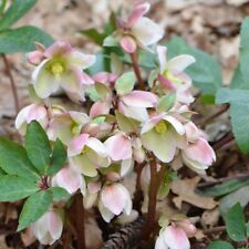 Helleborus ivory prince for sale  Baldwinsville