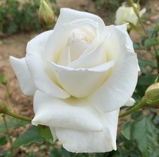 Silver anniversary rose for sale  BIRMINGHAM