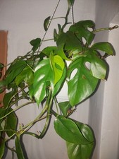 Rhaphidophora tetrasperma mons gebraucht kaufen  Osterhofen