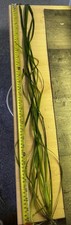 Tall aquatic freshwater for sale  CHESTERFIELD