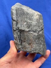Carboniferous calamites tree gebraucht kaufen  Saarbrücken