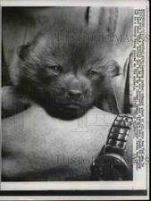 1957 press photo for sale  Memphis