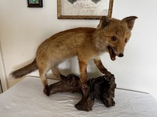 Taxidermy red fox for sale  KING'S LYNN
