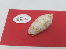 Conchiglia collezione usato  Ancona