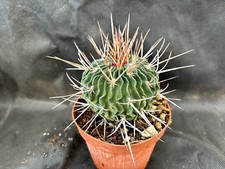 Echinofossulocactus multicosta usato  Massafra