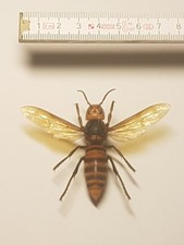 Vespa mandarinia weibchen gebraucht kaufen  Halle