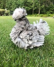 Frizzles chicken eggs for sale  Lithia