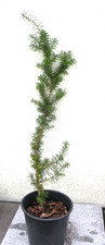 Bonsai utdoor europäische gebraucht kaufen  Neustadt a.d.Donau
