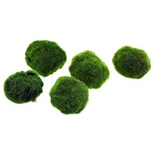 Pezzi marimo moss usato  Napoli