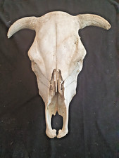 Bovine skull horns for sale  LONDON