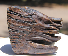 Woolly mammoth tooth for sale  Monticello