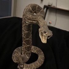 Real genuine rattlesnake for sale  Saint Helena