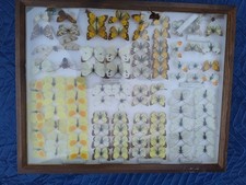 Schmetterlinge sammlung schauk gebraucht kaufen  Kirchzarten