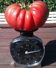 Semi pomodoro gigante usato  Trappeto