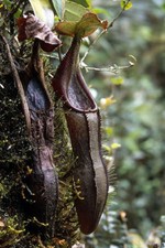 Semi nepenthes izumiae usato  Trappeto