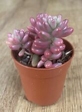 Sedum aurora jelly for sale  SHEFFIELD