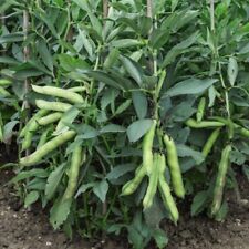 Broad bean luz for sale  UK