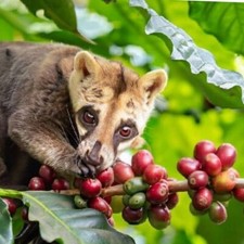 Autentico caffè kopi usato  Spedire a Italy