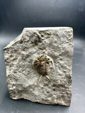 Fossil trilobite cerarus usato  Italia