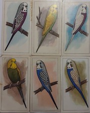 Caperns picture aviary for sale  LITTLEHAMPTON